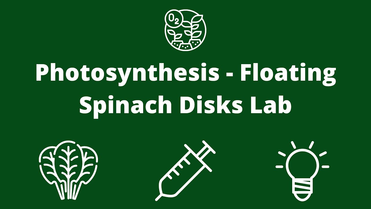 Lab 7- Photosynthesis: Floating Spinach Disks Lab
