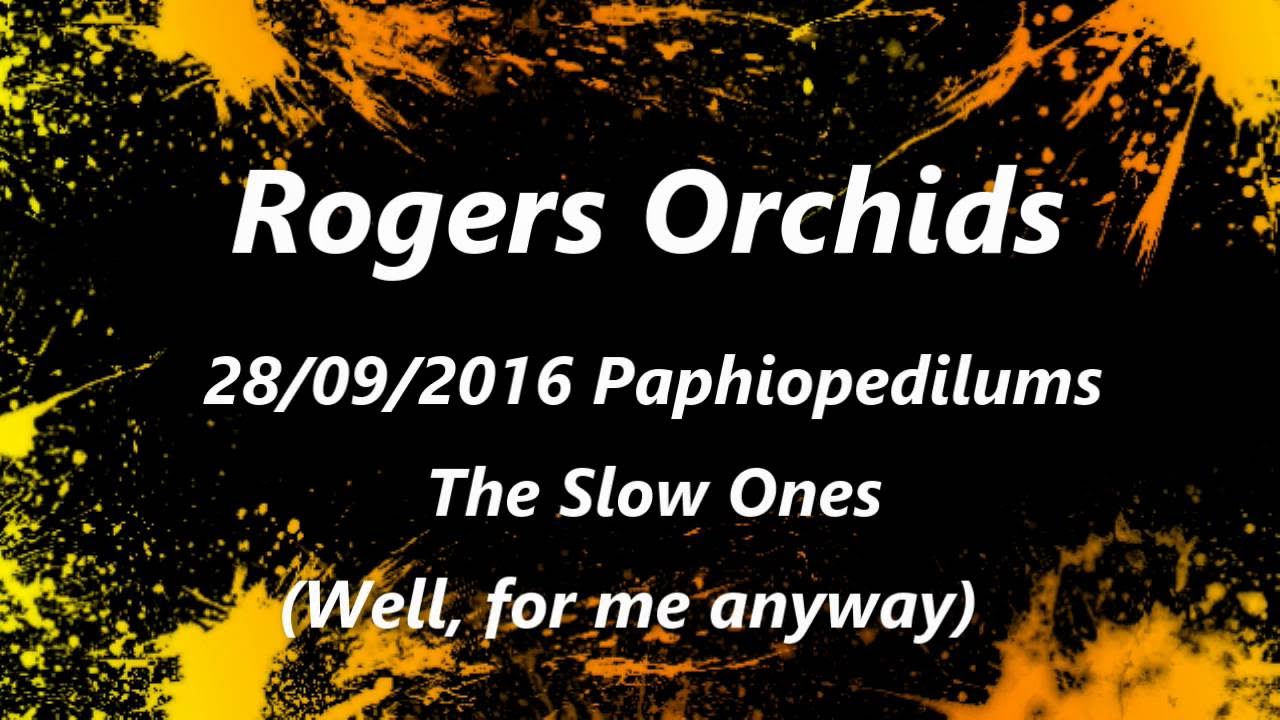 Paphiopedilums The Slow Ones