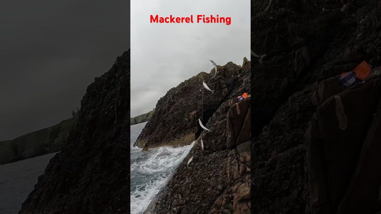 Mackerel Fishing Rock Sea Fishing North Sea Fish are Back Beach Caster Fishing Fish 