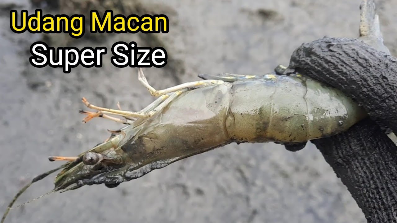 BERBURU UDANG DAN IKAN SISA PANEN TAMBAK || UDANG TARAKAN