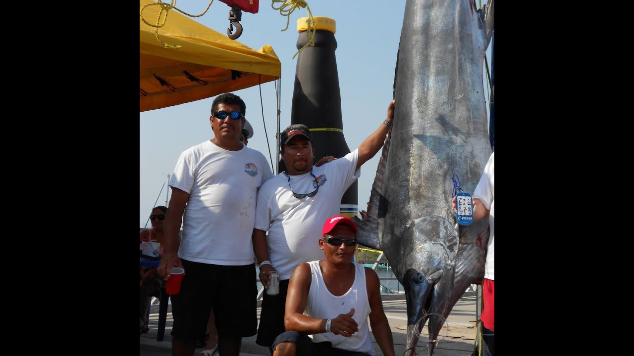 Captain Steve Torres Sets New Marlin Record in San Blas Tournament with a 517 lb Marlin