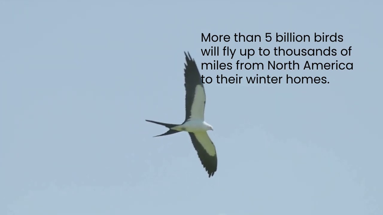 Fall Migration Begun YouTube