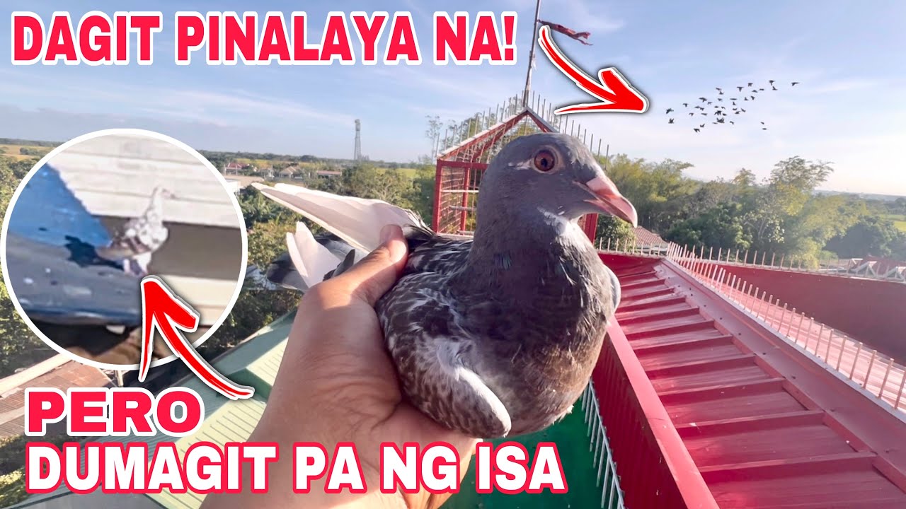 EP585 - DAGIT SOBRA TULIN LUMIPAD NG INAKAY NA KALAPATI AT DUMAGIT PA TAYO NG ISA!