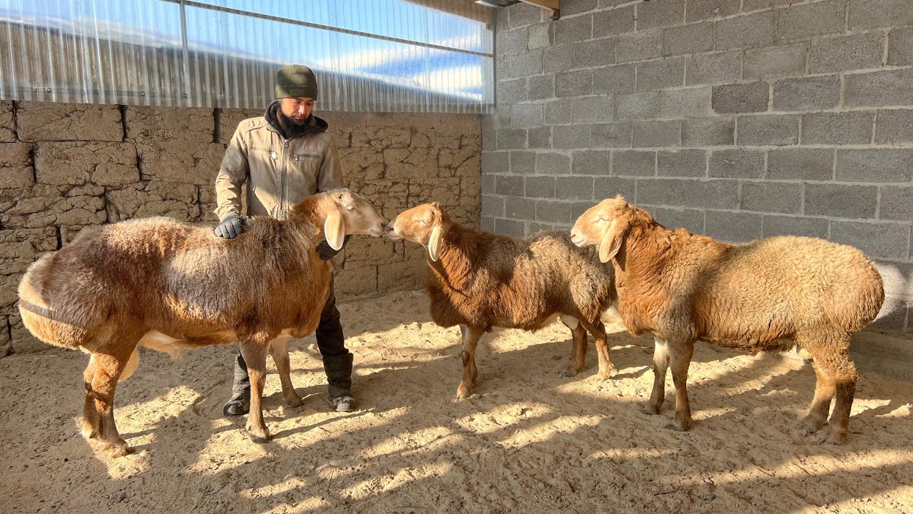 Франсуздун тукуманан кочкор сатылат. Красавчик кочкор