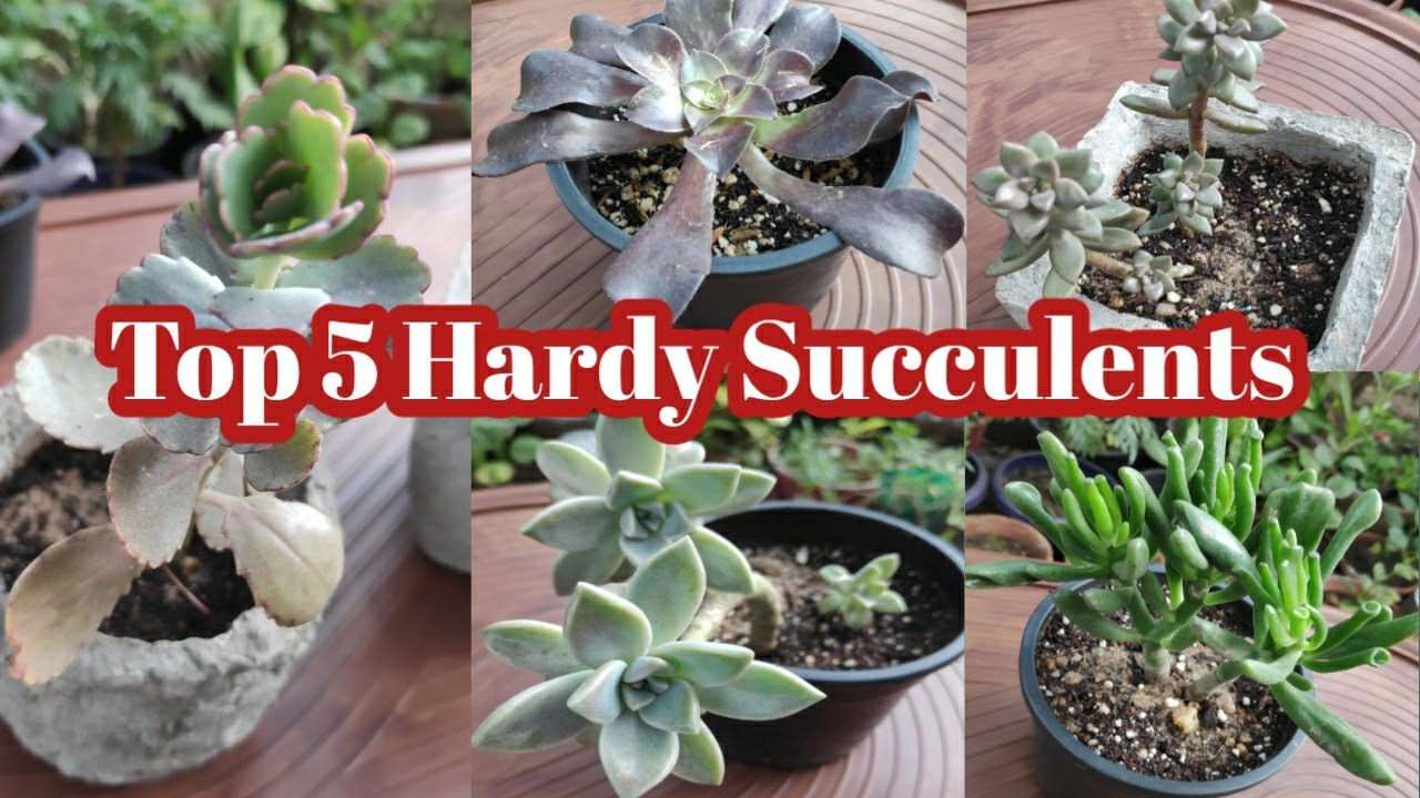 Top 5 Hardy Succulents // Succulent for begginers.