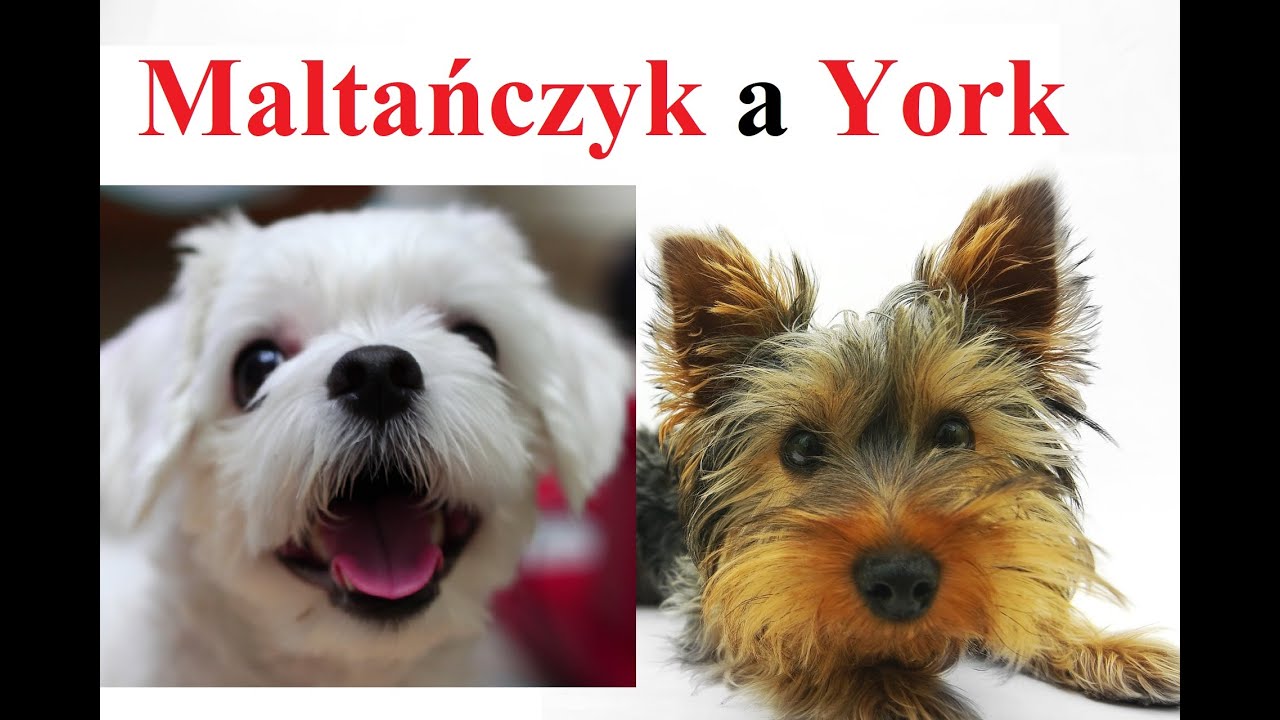 MALTAŃCZYK a YORK shire terrier - porównanie RAS