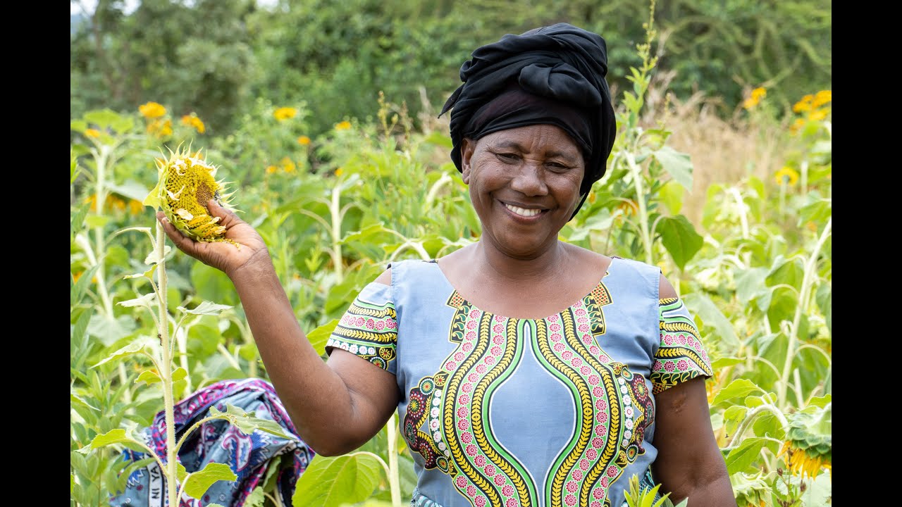 Focus on sunflower farming courting the residents of  Kalawani in Makueni County.
