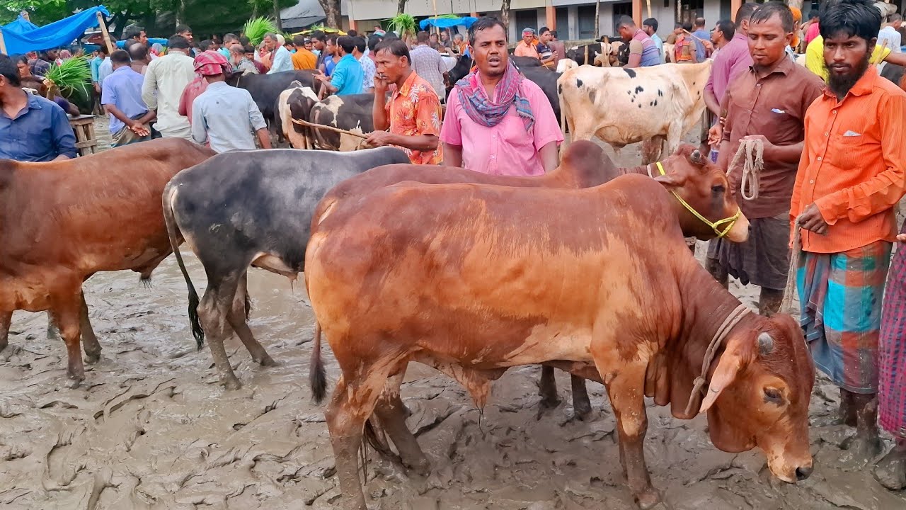 আজ ১৬/৯/২৫ | ৬০ থেকে ৭০ হাজারের মধ্যে খামার উপযোগী মাঝারি সাইজের ষাঁড় গরুর দাম | খোচাবাড়ী হাট 
