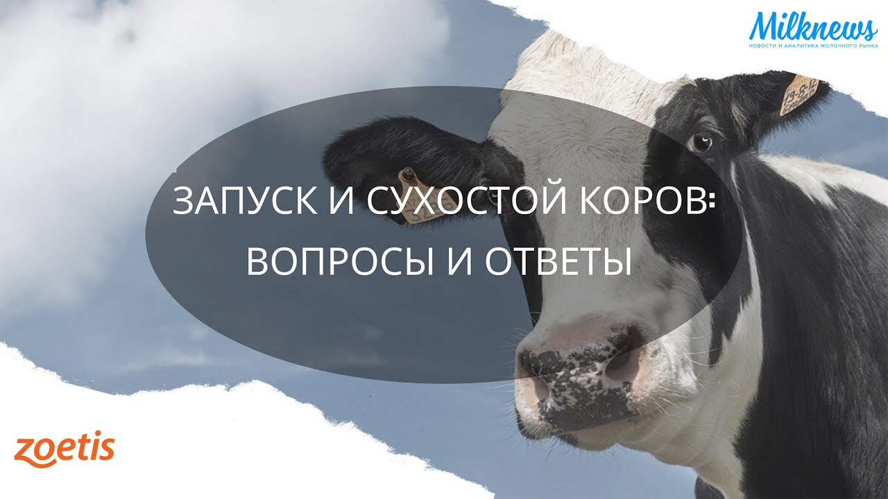 ЗАПУСК И СУХОСТОЙ КОРОВ: ВОПРОСЫ И ОТВЕТЫ
