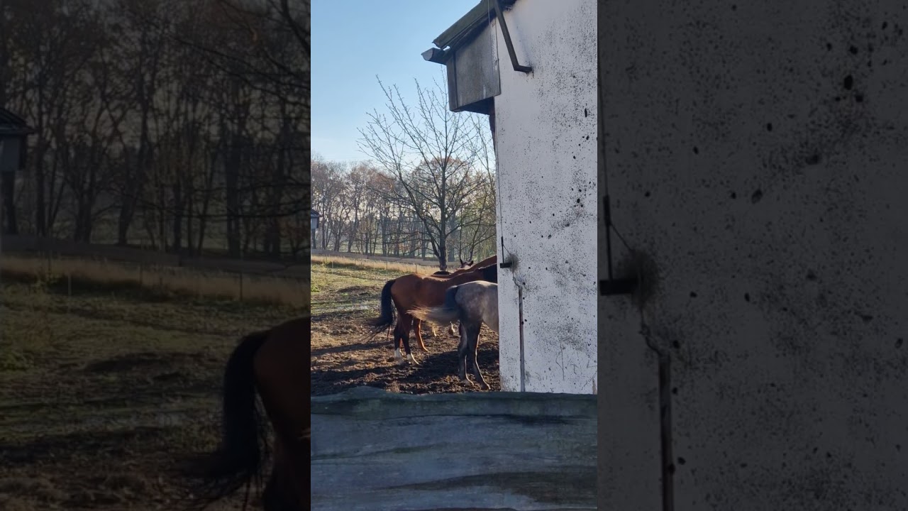 Siwka Cherry ustawia karą. #stado #hierarchia #konie #horses