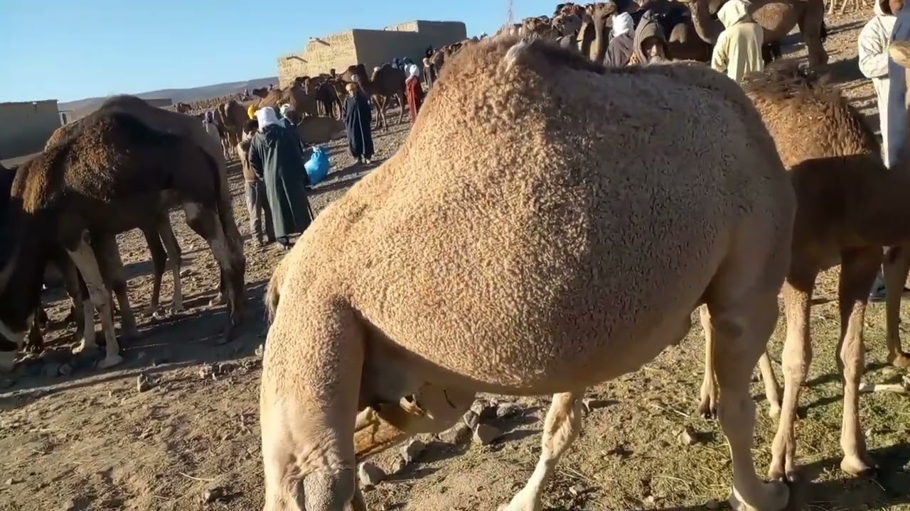 19 شتنبر 2022 موسم  املشيل شوف اجواء ديال جمل فرجة مع لبداوي