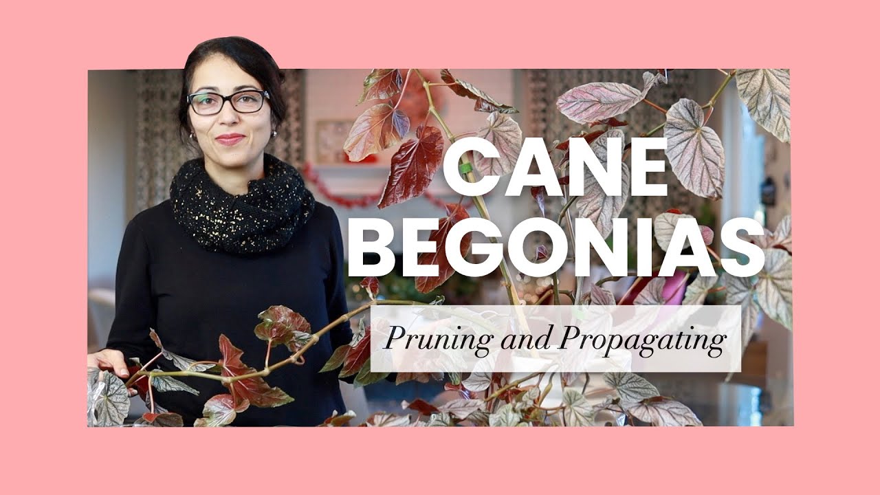 How to Prune and Propagate CANE BEGONIAS