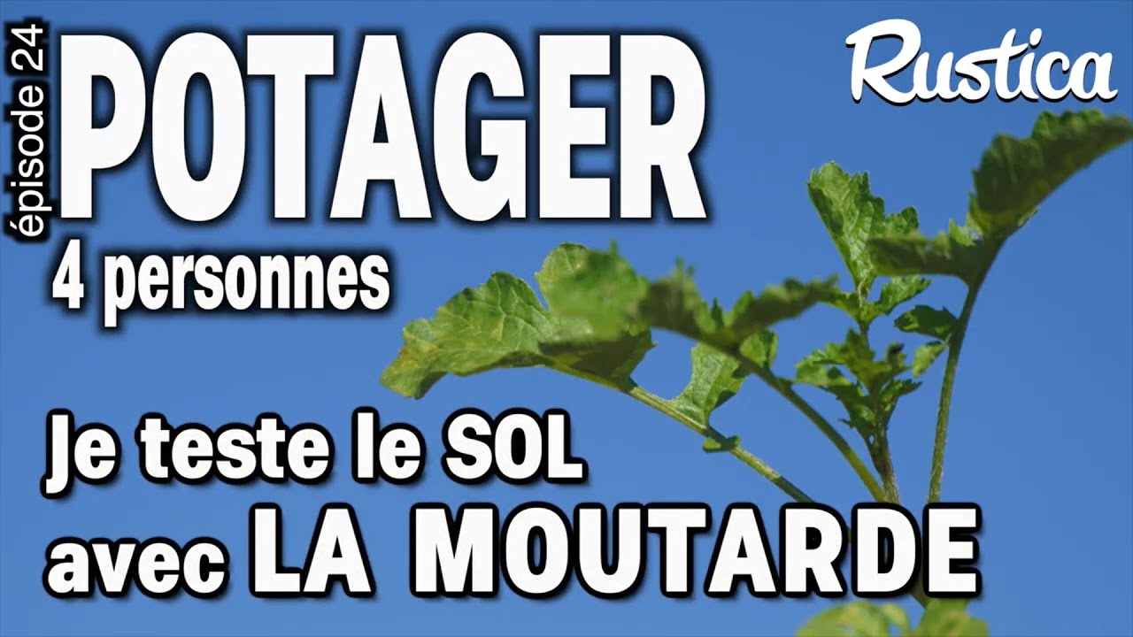 Potager pour 4 Personnes &ndash; 24 Je teste la richesse du sol avec de la moutarde