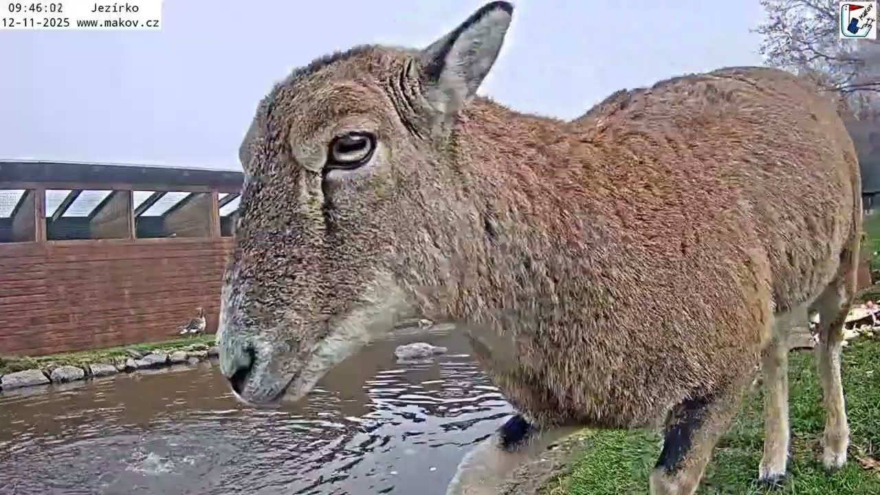 Mufinka a berany duc na srnečky