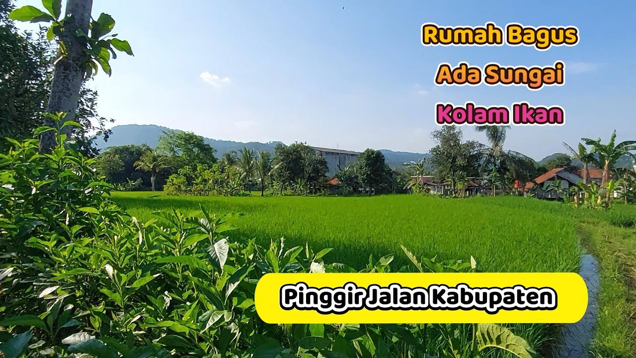 Tanah Impian Ini Mah‼️ Banyak Dicari Orang Kota . Luas Tanah 5.000 Meter²