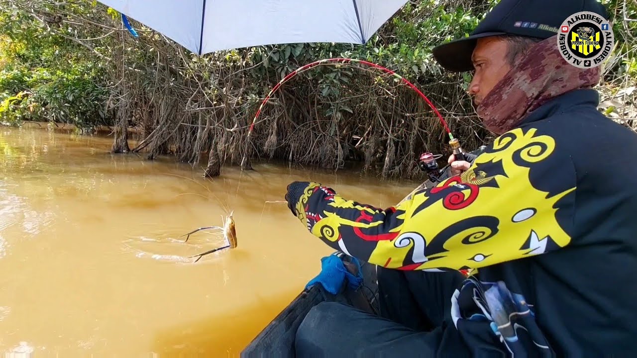 Mancing udang galah cuaca panas exstrem ramai sekali udang besar makan