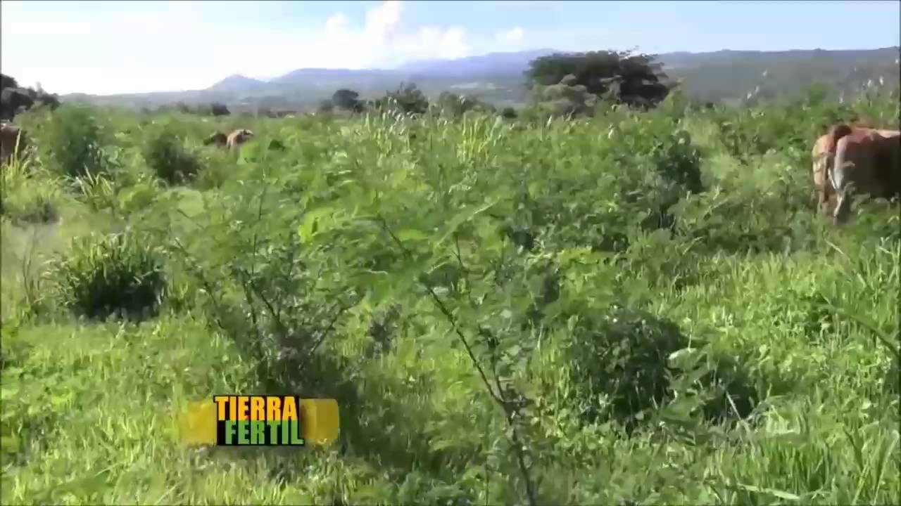GANADERÍA SILVO PASTORIL LEUCAENA