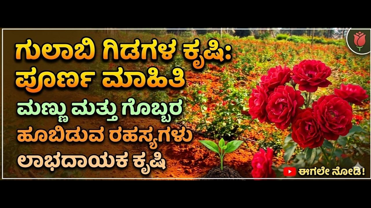 ಗುಲಾಬಿ ಗಿಡಗಳಲ್ಲಿ ಗುಣಮಟ್ಟ ಬಯಸುವ ರೈತರ ಮೊದಲ ಆಯ್ಕೆ🌹