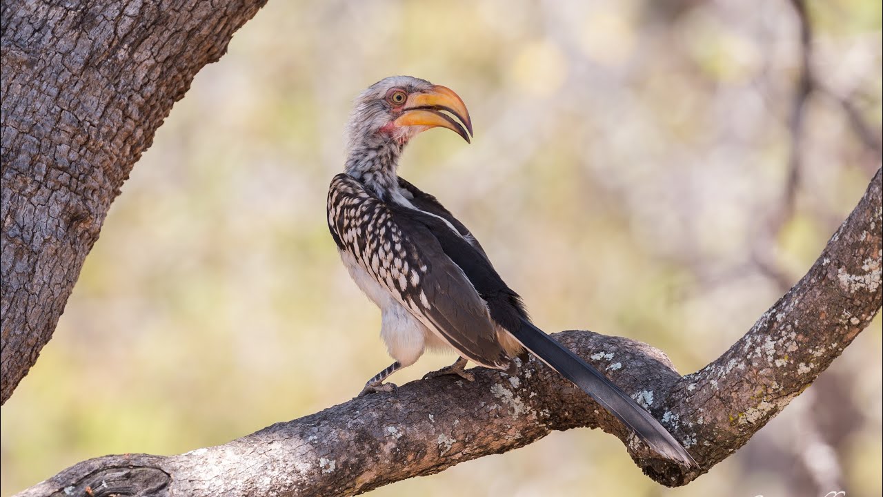 Go on a bird safari at Ubuntu Luxury Villa - Hoedspruit South Africa