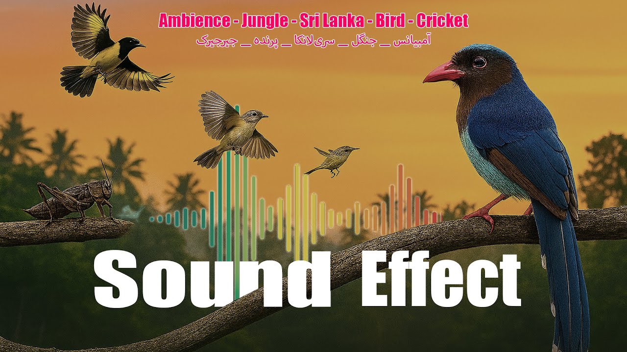 Jungle, tropical dawn chorus, January - SFX - Sound Effect
