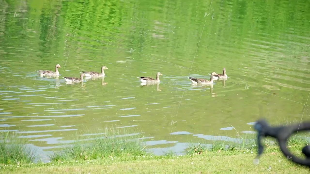 Serene Ducks Swimming Gracefully in a Beautifully Tranquil Pond Surrounded by Nature