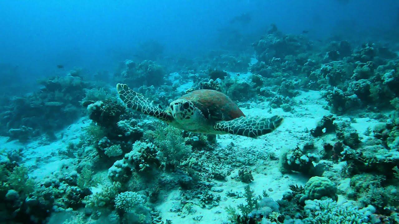 Diving in Egypt , Daedalus and more( Dive Safari  liveaboard Hammerhead Sharks  Turtle cave)
