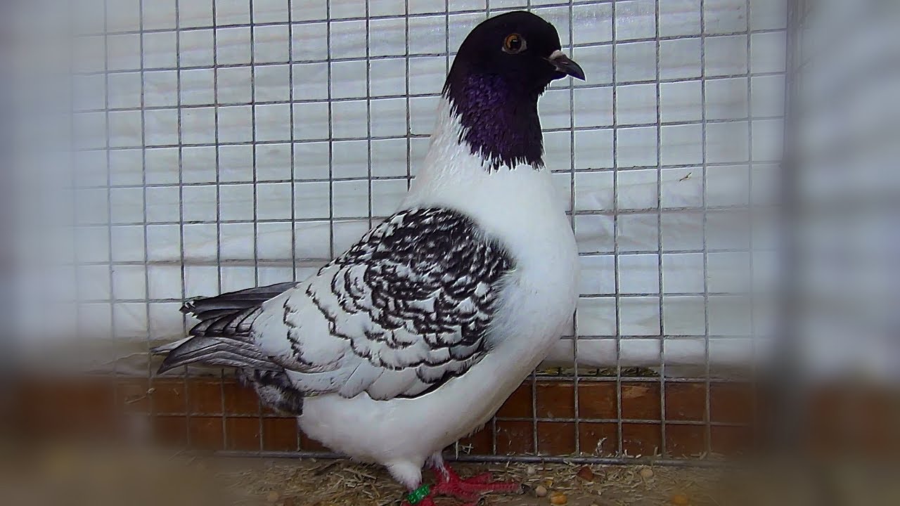 Pigeon Strasser de Moravie