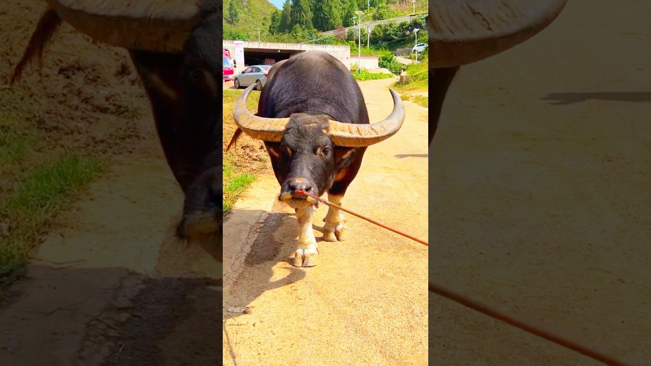 A Bull is Back  #bull #cowes #healthyanimals  #animals #dairyfarm #cow #cowfarm #cowcows