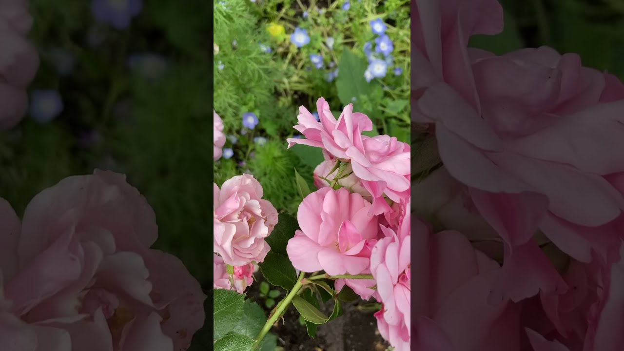 POLECAM porcelankę niebieską (English CCs/polskie napisy).