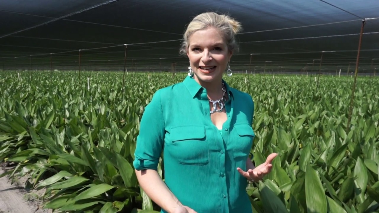 Floral Design With Aspidistra - Tips & Tricks
