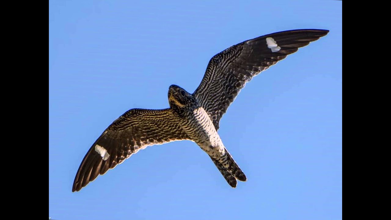 Relax Deeply - A 15 Minute Yoga Nidra Meditation with Steve Wolf E-RYT 500