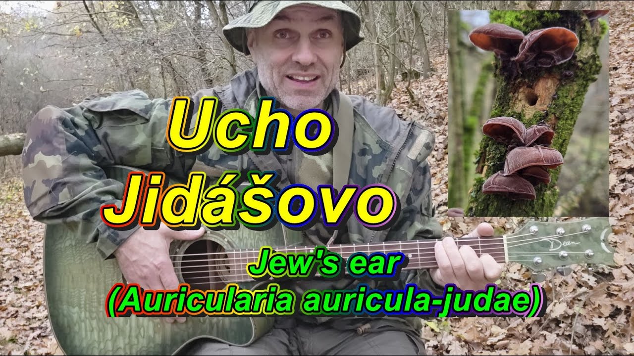 Michal Hejcman - Ucho Jid&aacute;&scaron;ovo (Auricularia auricula-judae), Jew's ear, boltcovitka bezov&aacute;