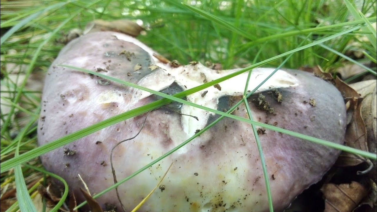 Russula cyanoxantha, urretxa (2021-06-08) Navarra.