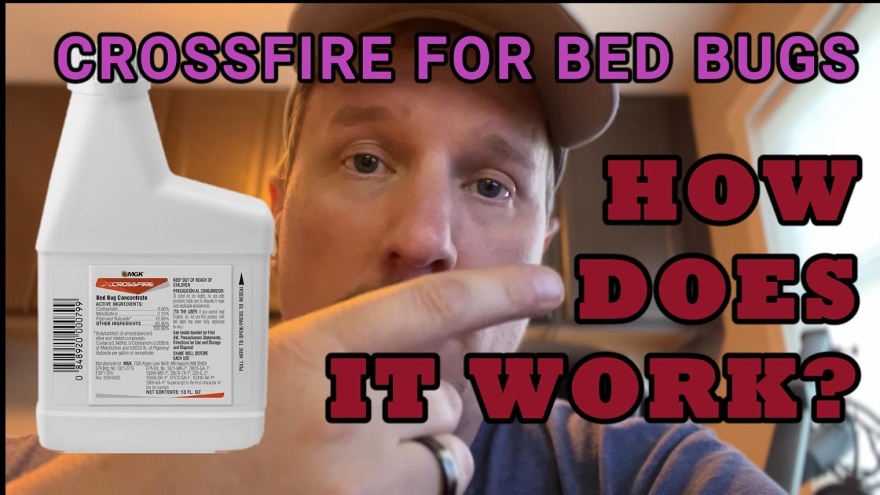 What To Expect when Treating For Bed Bugs