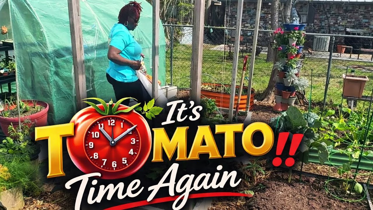 Посадка и подвязка весенних помидоров 🍅👩🏽&zwj;🌾