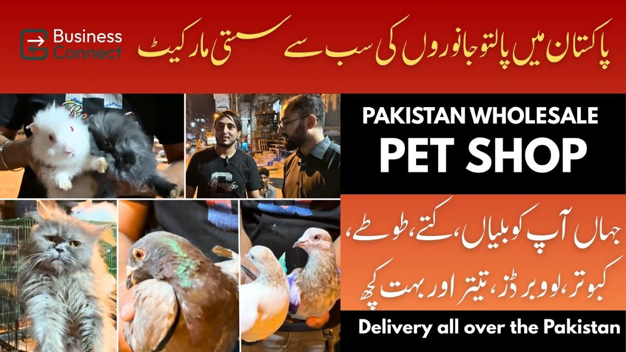 Pakistan Wholesale Pet Shop Tour | Pigeons, Cats, Ducks, Teetar & More | Part 1