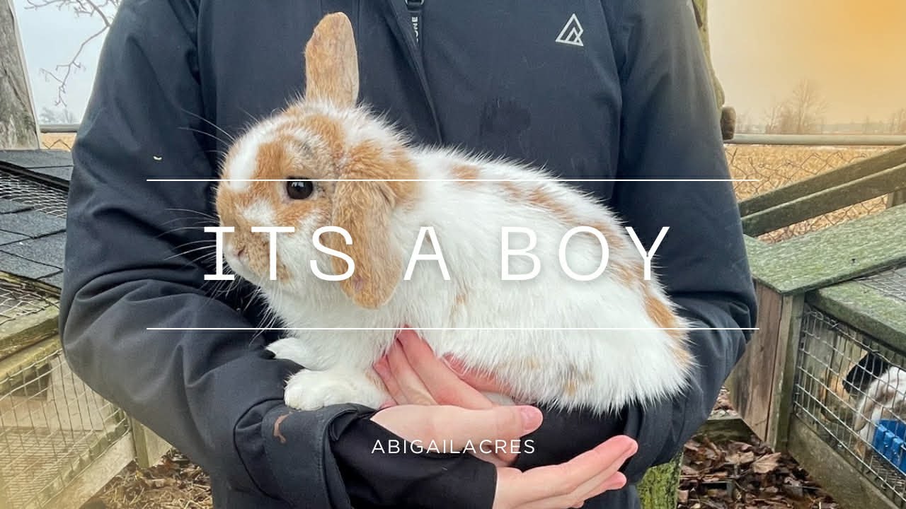 New bunny on the Farm 