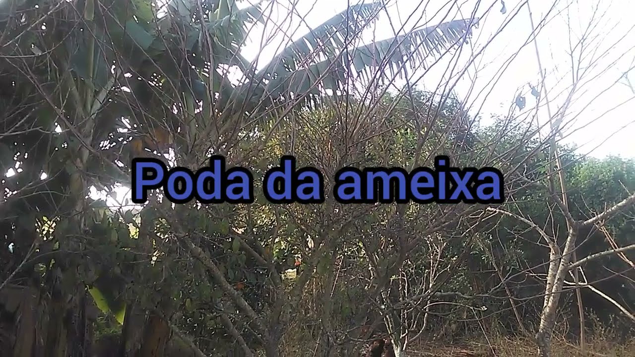 Poda da Ameixa roxa