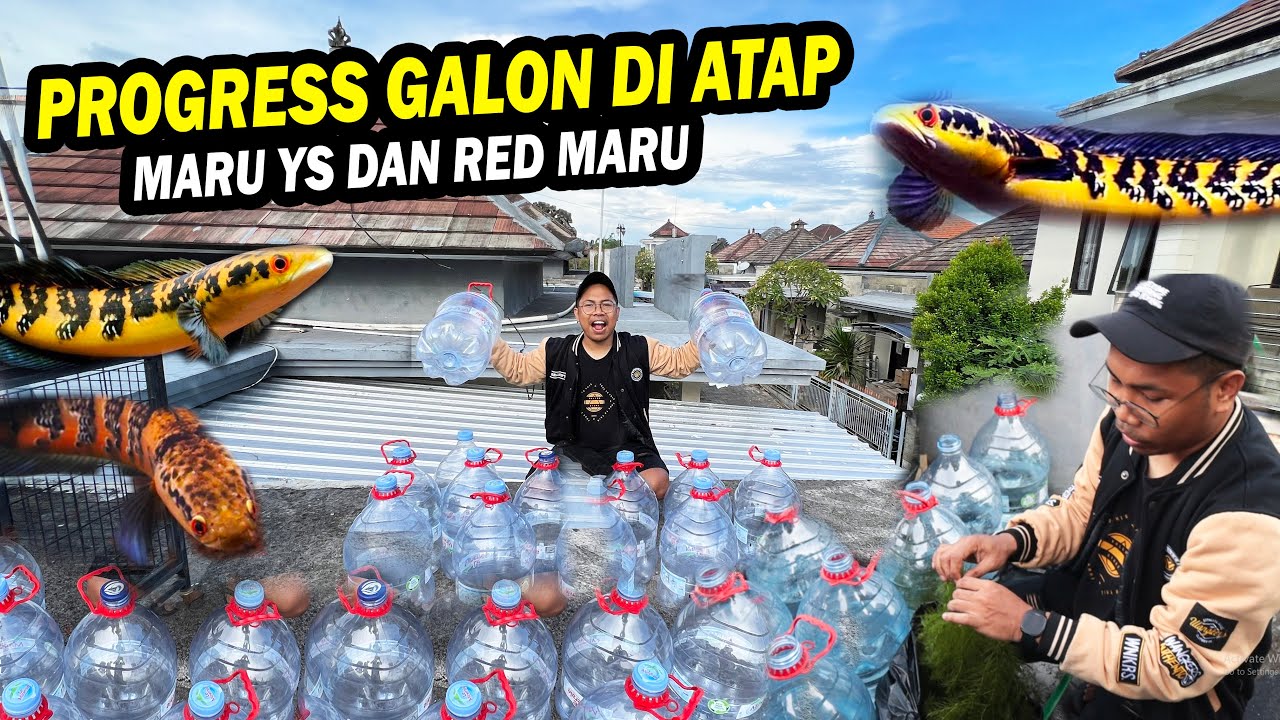 PROGRES GALON DI ATAP? RAHASIA PROGRES CHANNA DI GALON DI ATAP GALLERI BOS BOS QU