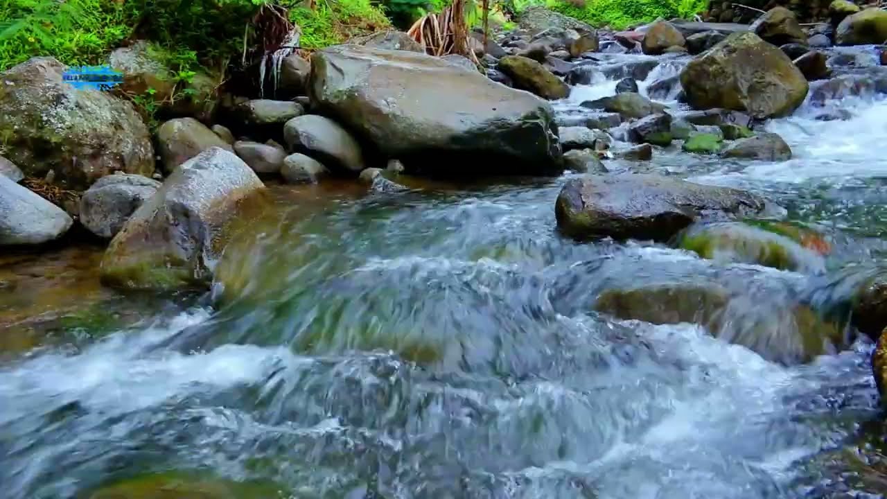 Calm River Water with Birds Singing  8 Hours Nature ASMR ⏳😴