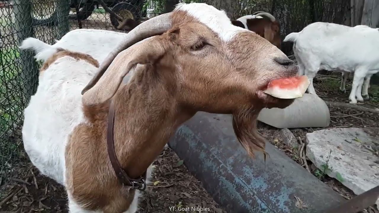 Watermelon Nibbles and Breaking Up a Goat Fight