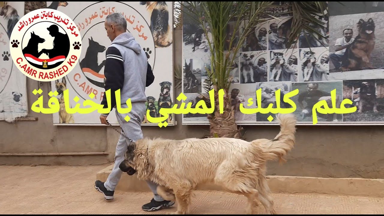 علم كلبك المشي بالخناقة ومتخليش كلبك يشدك - كابتن عمرو راشد - تدريب 7