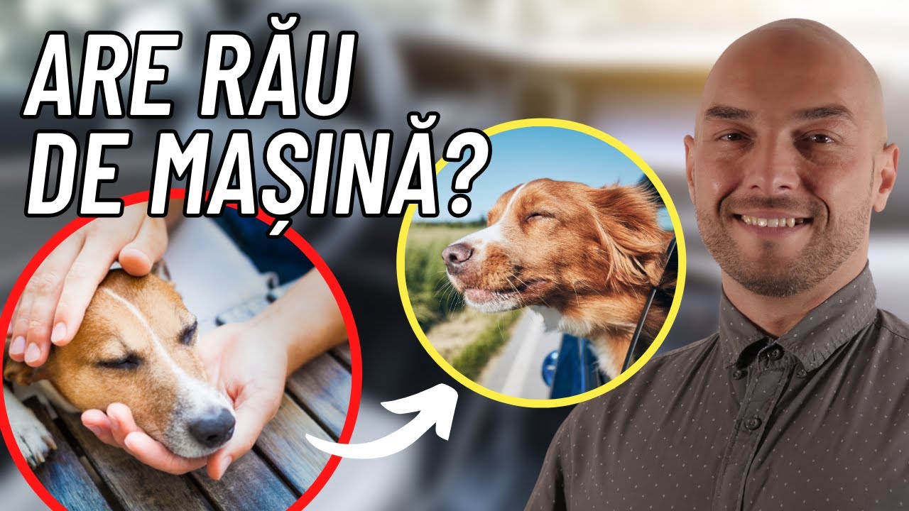 Câinele are rău de mașină: 4 pași ca să pregătești mersul cu mașina în vacanță
