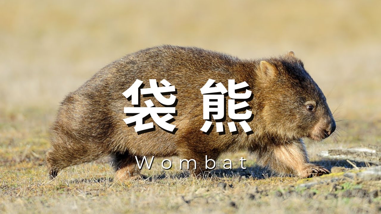 AI百科全書｜動物｜袋熊