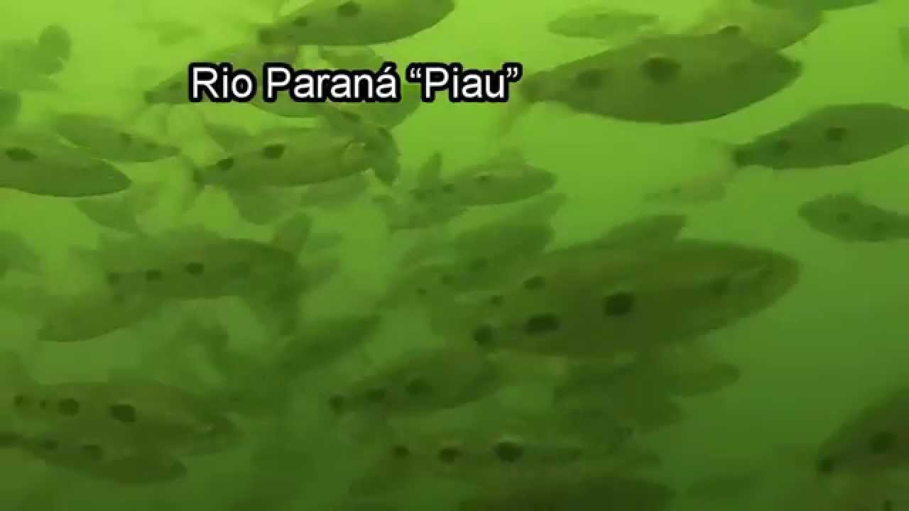GoPro Rio Parana