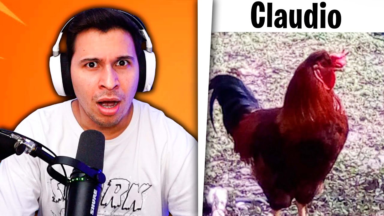 CALIFICANDO MASCOTAS DE SEGUIDORES 🐔