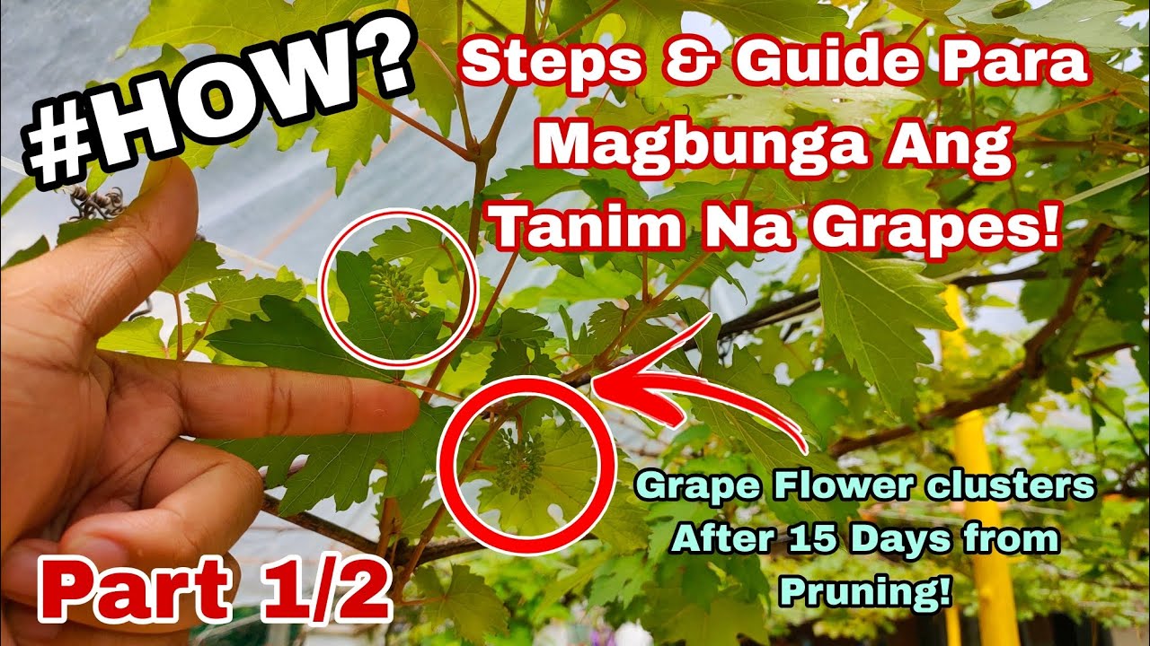 Paano Magpabunga Ng Grapes