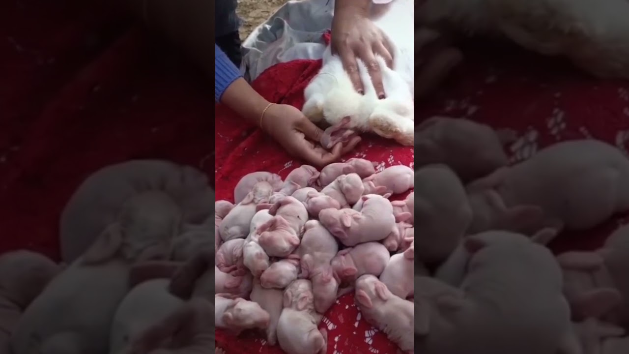 rabbit giving birth #shorts #rabbits  #cute