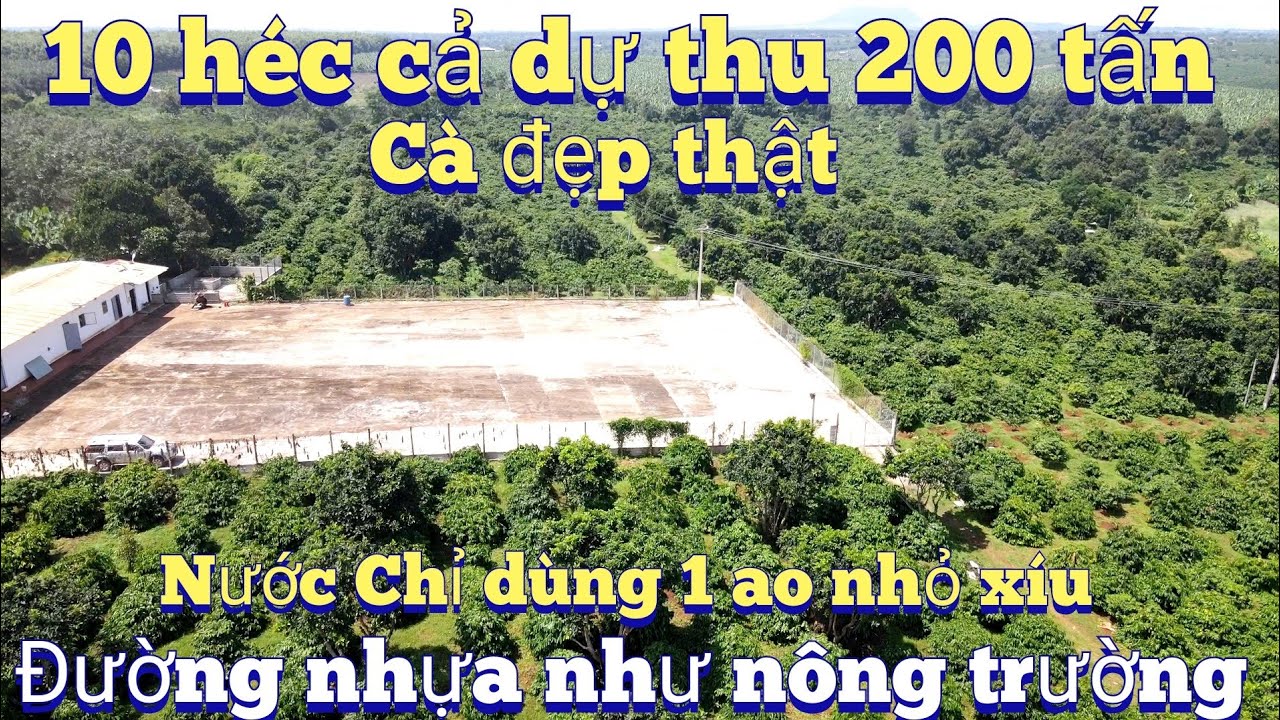 Dừng bán 10 héc cà phê rất đẹp đất bằng dự kiến thu 50 tấn nhân.