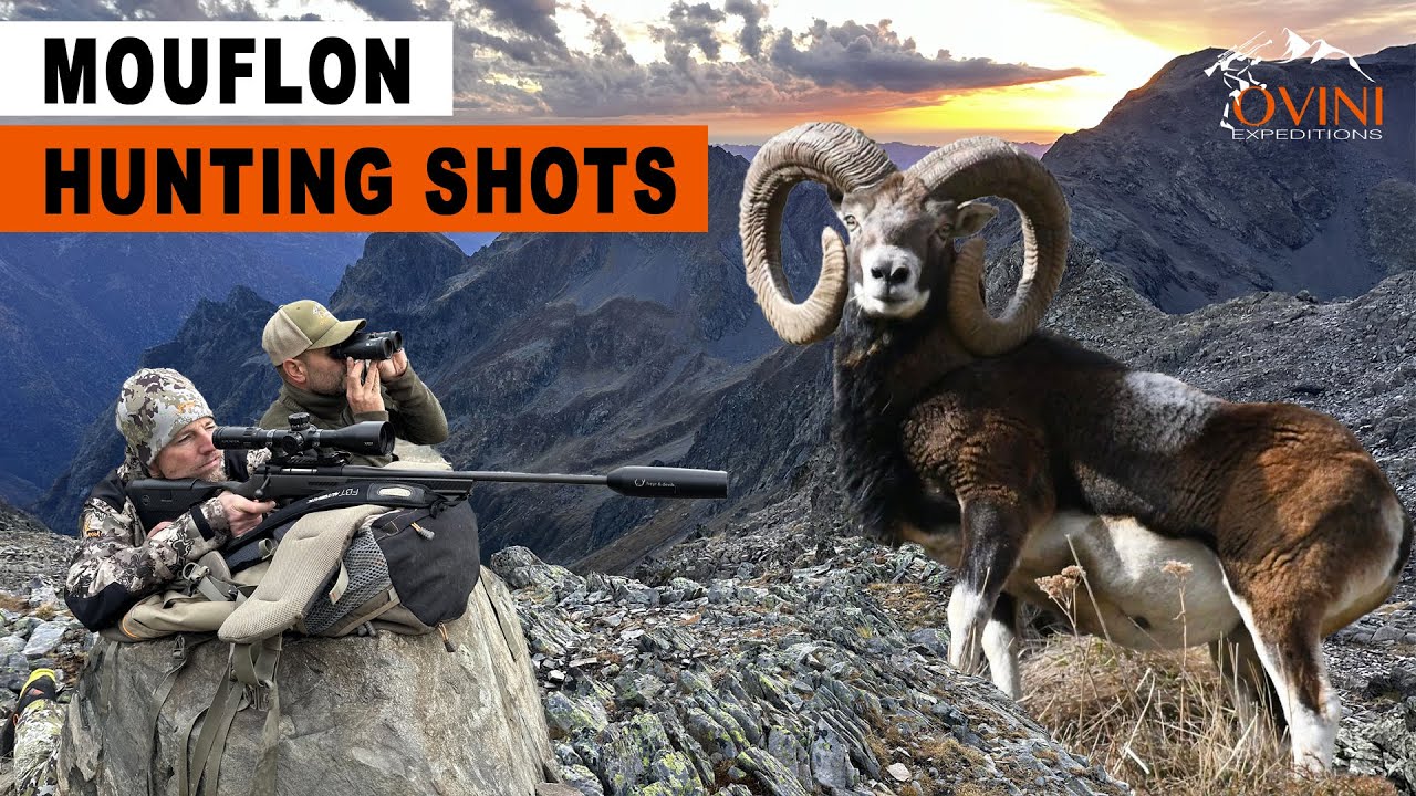 CHASSE MOUFLON DES ALPES - FRENCH ALPS HUNT - PART 1